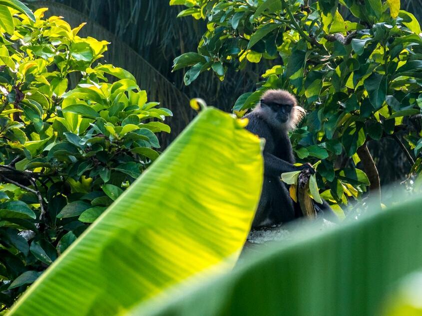 Villa The Leaf เวลิกามา ภายนอก รูปภาพ
